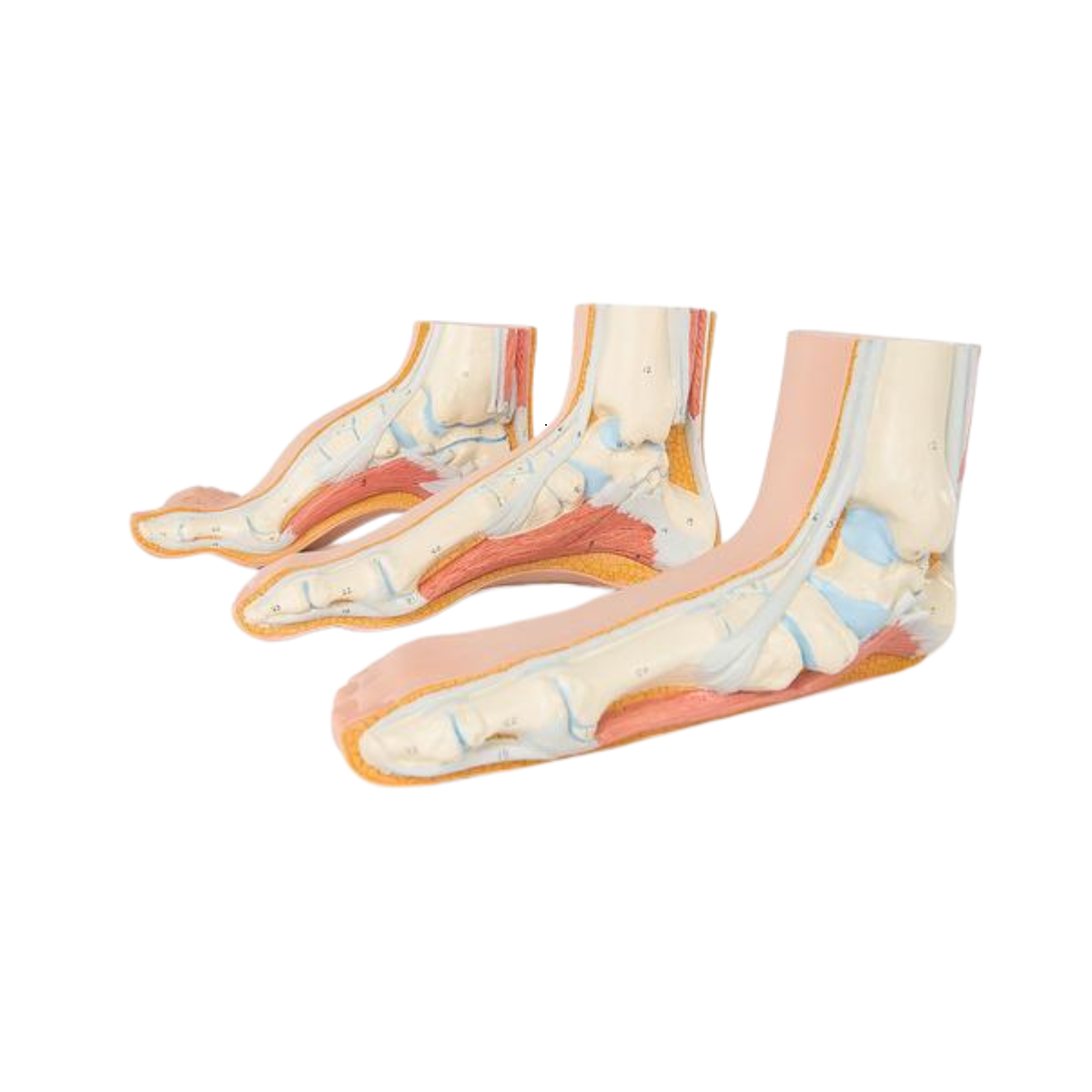Ensemble de modèles de pieds - Lot de 3 - 3B Scientific