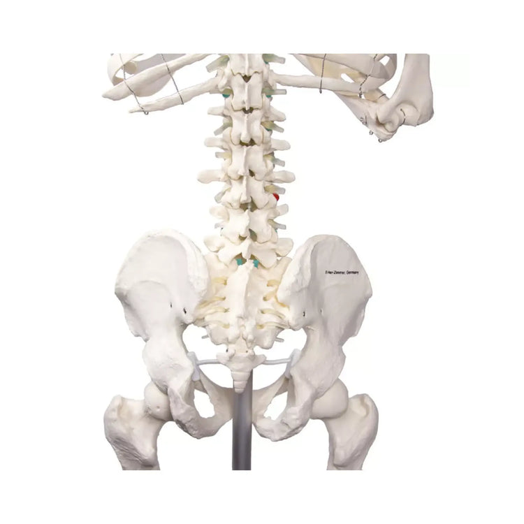 Squelette corps humain 1m78 Oscar Ruck 