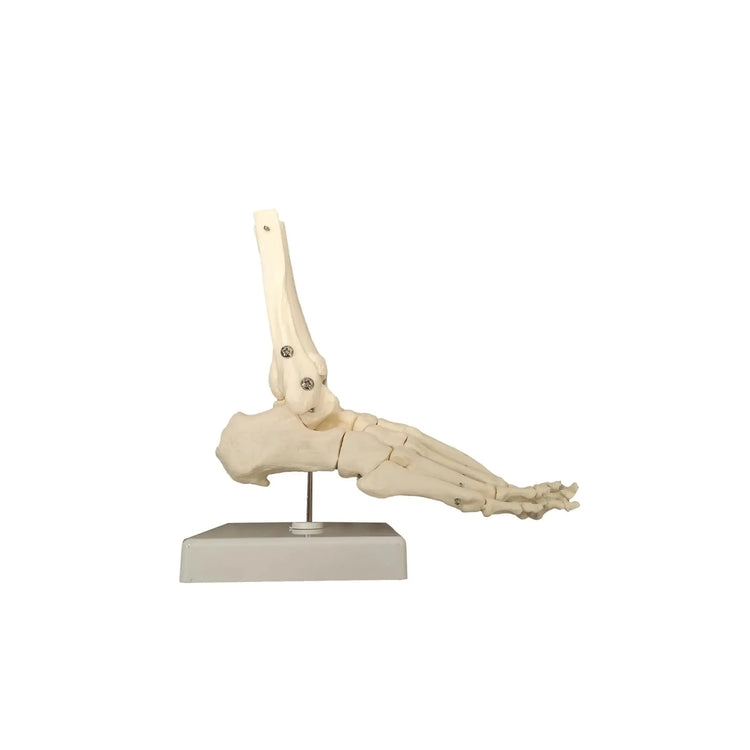 Skeleton of the articulated foot - My Podologie - My Podologie