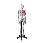 Squelette musculaire corps humain